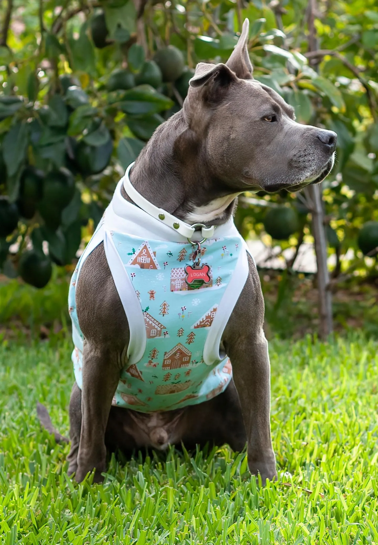 Gingerbread Village Dog Pajamas