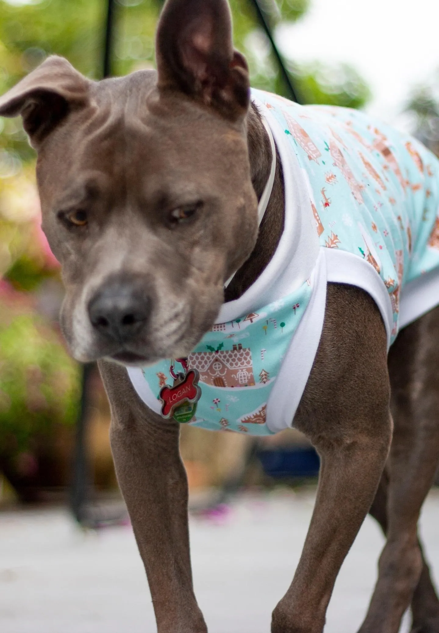 Gingerbread Village Dog Pajamas