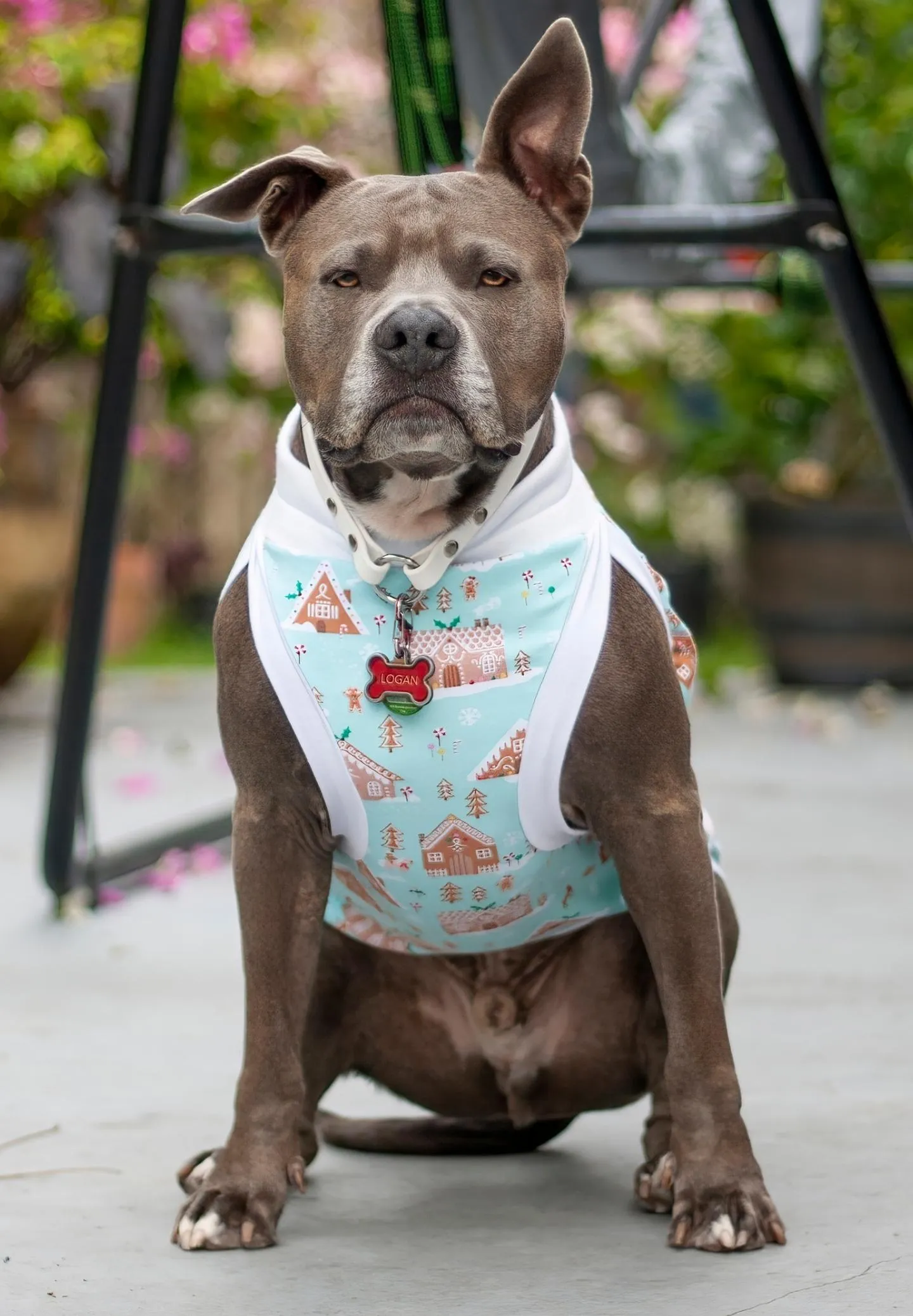 Gingerbread Village Dog Pajamas