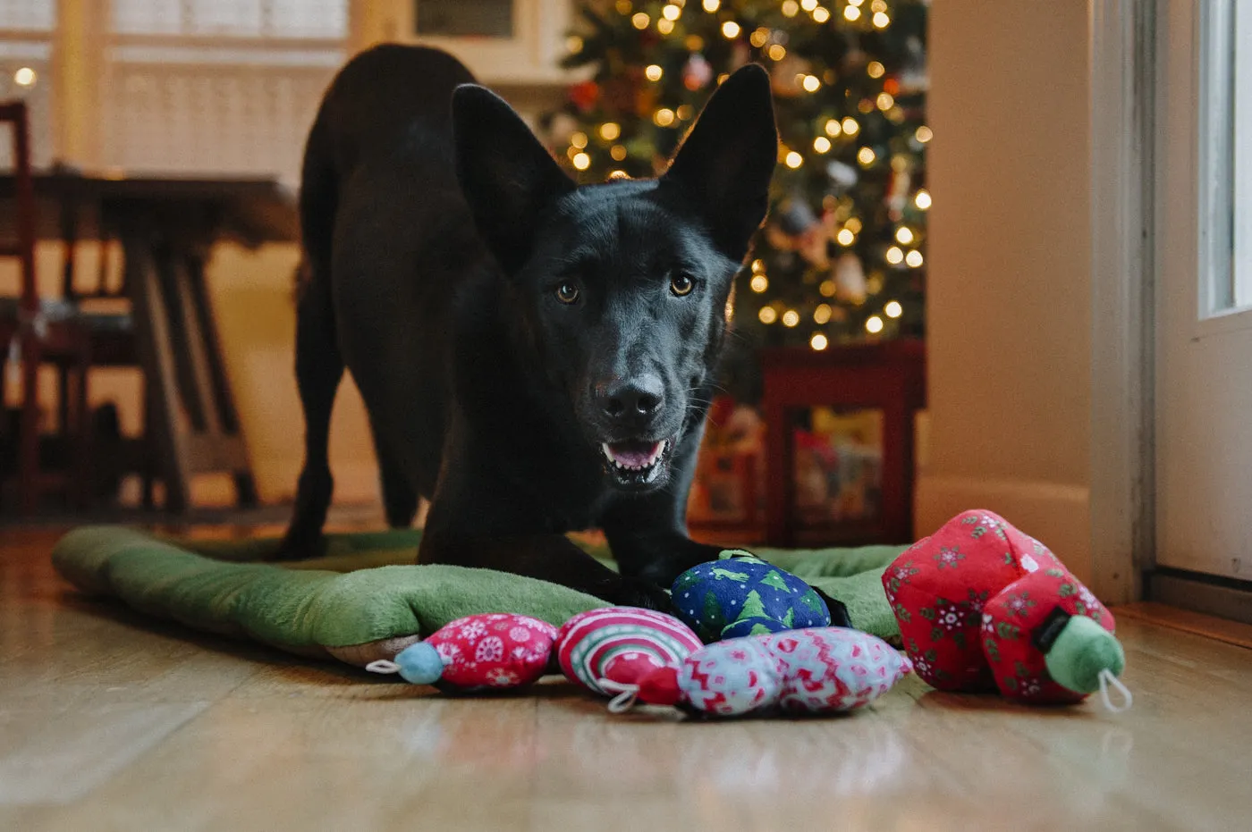 Santa's Little Squeakers Collections